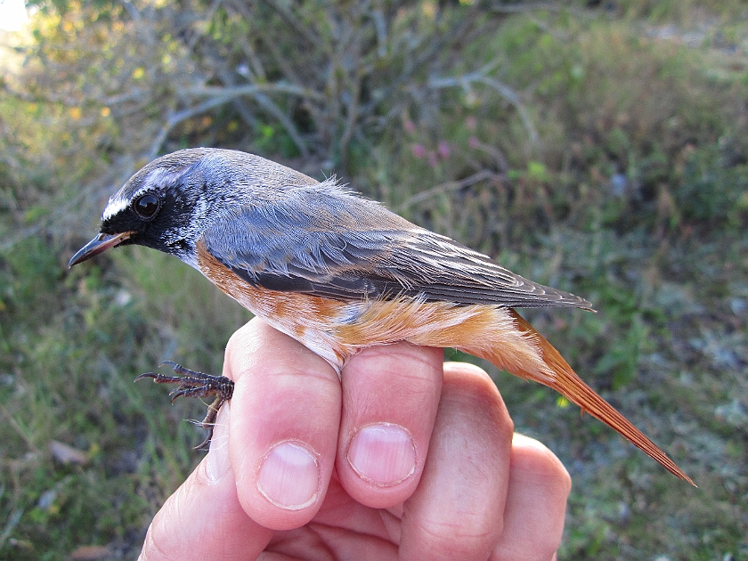 Common Redstart, Sundre 20120829